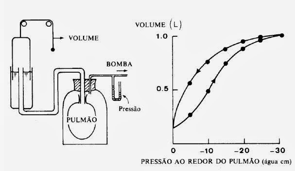 complexo+toracopulmonar.JPG