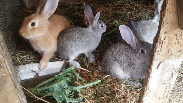 Denunciado por soltar 12 conejos en el campo sin permiso.