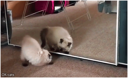 Funny Kitten GIF • Kitten scared by her own reflection in the mirror. HaHa little ugly monster! Funny Kitten GIF • Kitten scared by her own reflection in the mirror. HaHa little ugly monster!