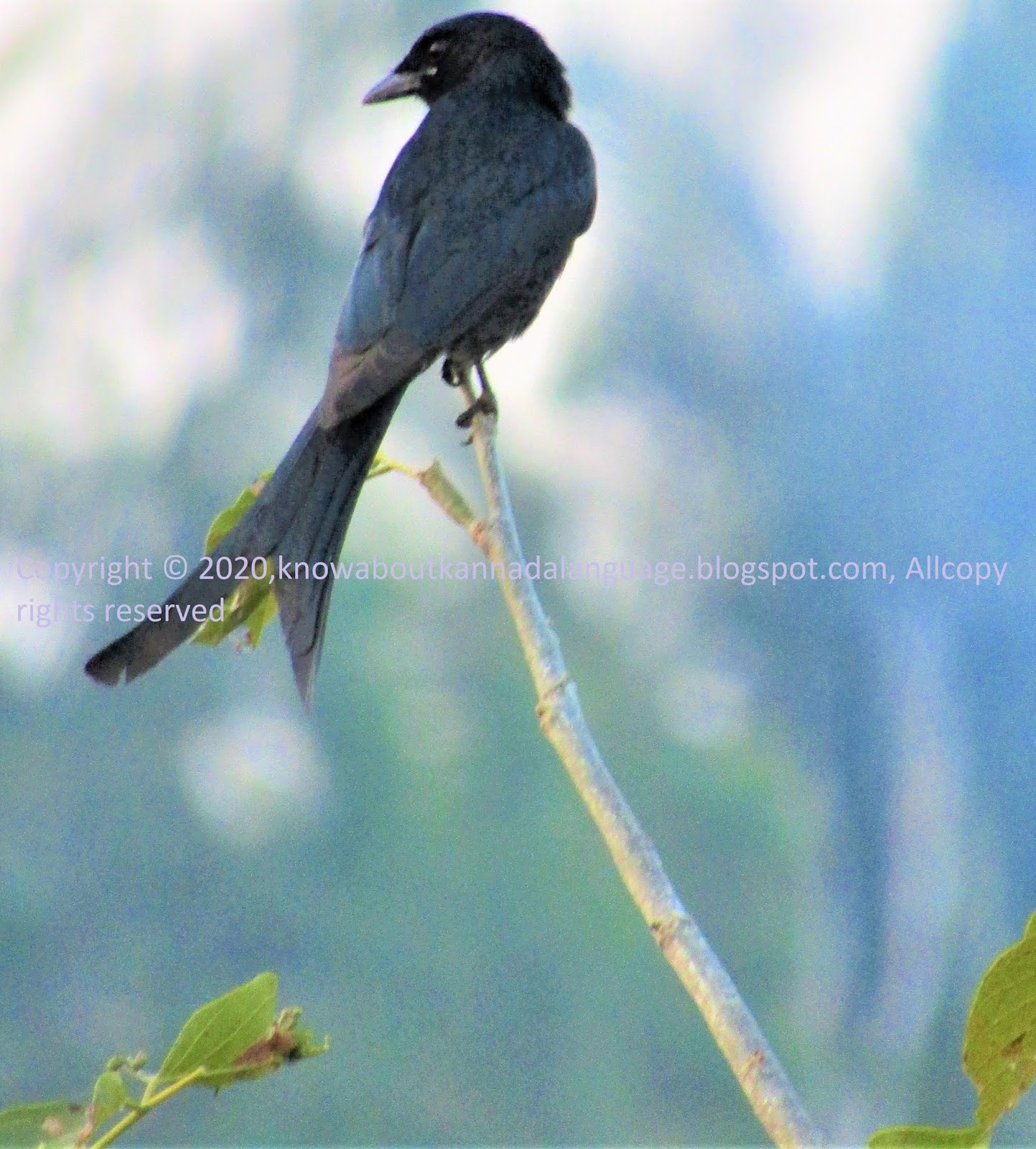 know about kannada and Karnataka Bird names in kannada with images