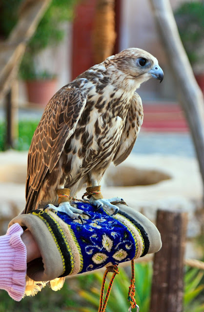 Learn about the falcon, the UAE’s national bird