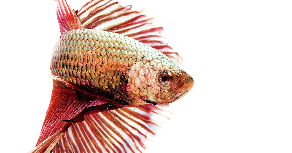 Fish and pets care tips, information / vetexpert petpoint