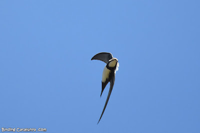 Ballester (Tachymarptis melba)