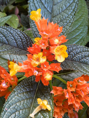 Chrysothemis pulchella Black Flamingo at St. Lucia Diamond Botanical Gardens Soufriere by garden muses-not another Toronto gardening blog