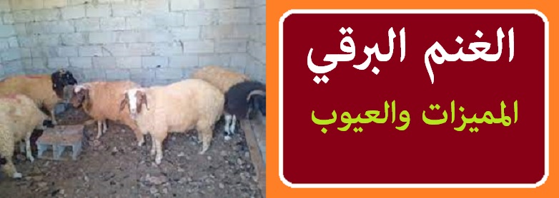سعر الخروف السواكني سعر الخروف السواكني