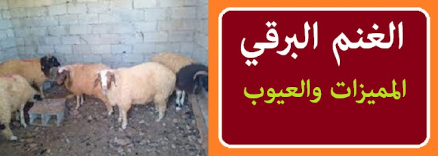 سعر الخروف السواكني سعر الخروف السواكني