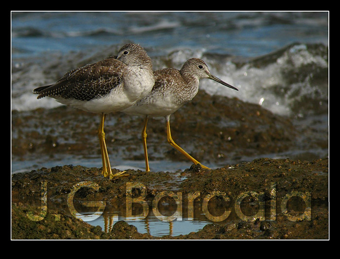 BARCALA CAMPO Chorlito de patas amarillas grande