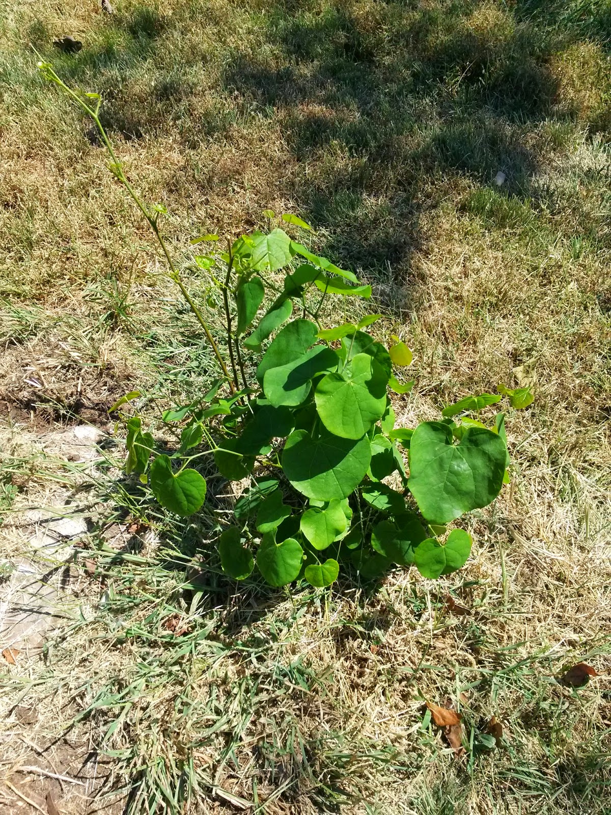 He Said WHAT? Lessons From the Rooted Redbud