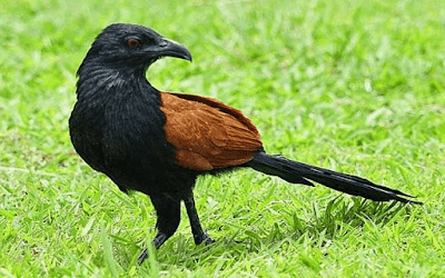 Daftar Resmi Harga Burung Bubut Update Terbaru Ketika Ini