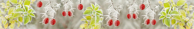  Скинали зимние ягоды