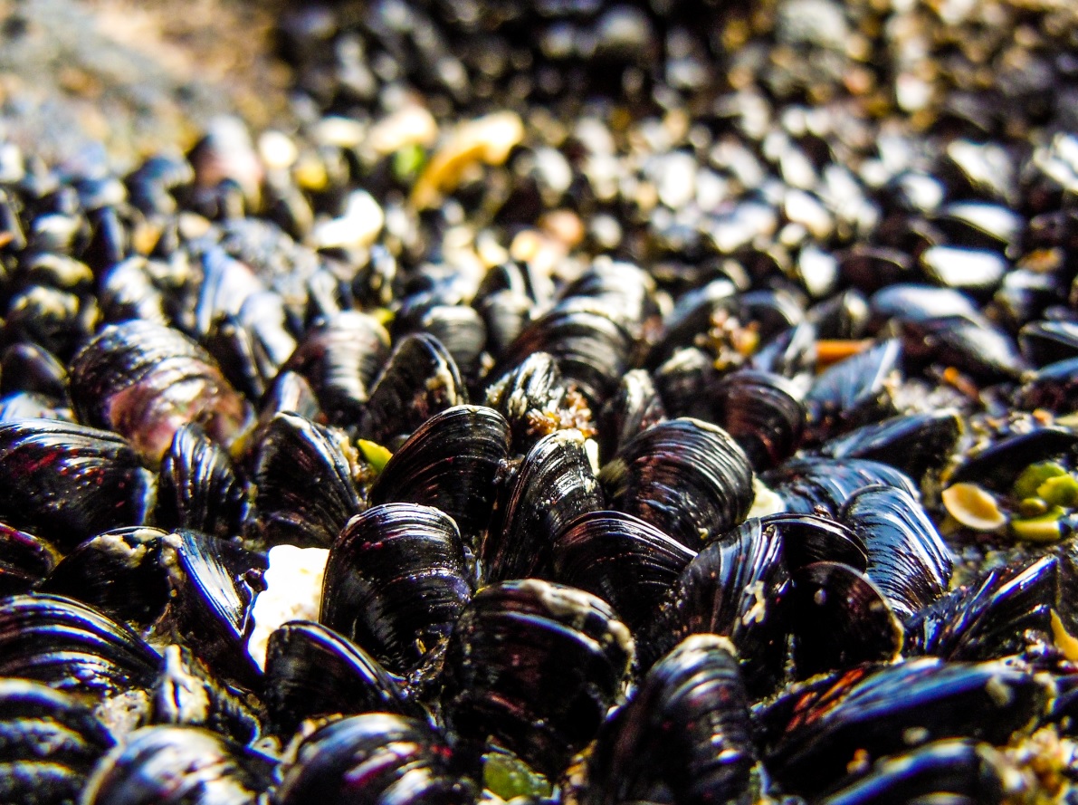 The Aquaculturists Blue mussels’ ability to buffer against