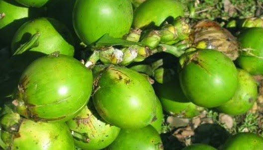 penjual pembeli pinang: Pembeli dan Penjual Pinang (20)