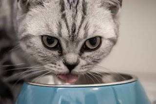 Amazon Com Applaws Chicken Grain Free Dry Cat Food 4 Lbs Pet Supplies