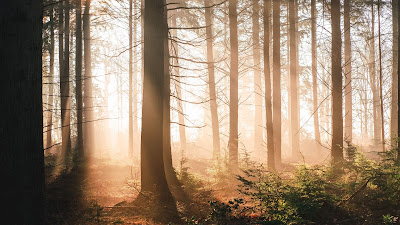 Morning Sunrise Forest Wallpaper