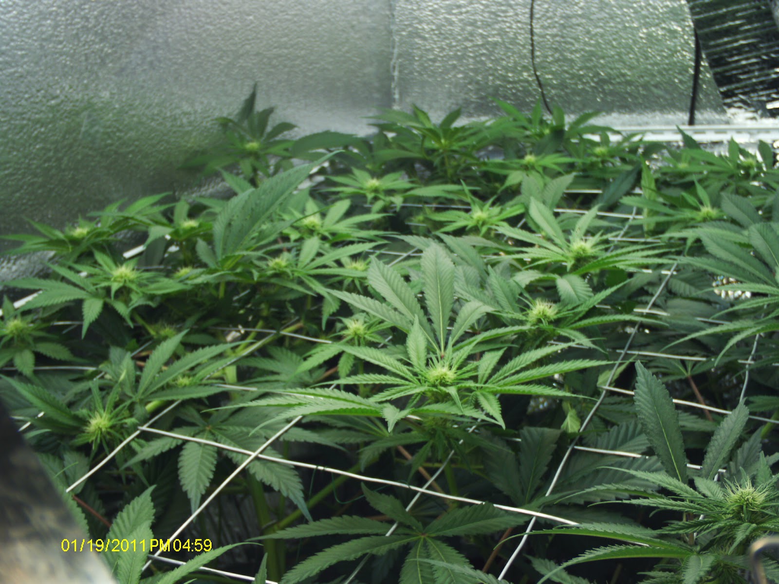 Grow Lights for Stealth and Indoor Growing! Super Powerful Grow Lights