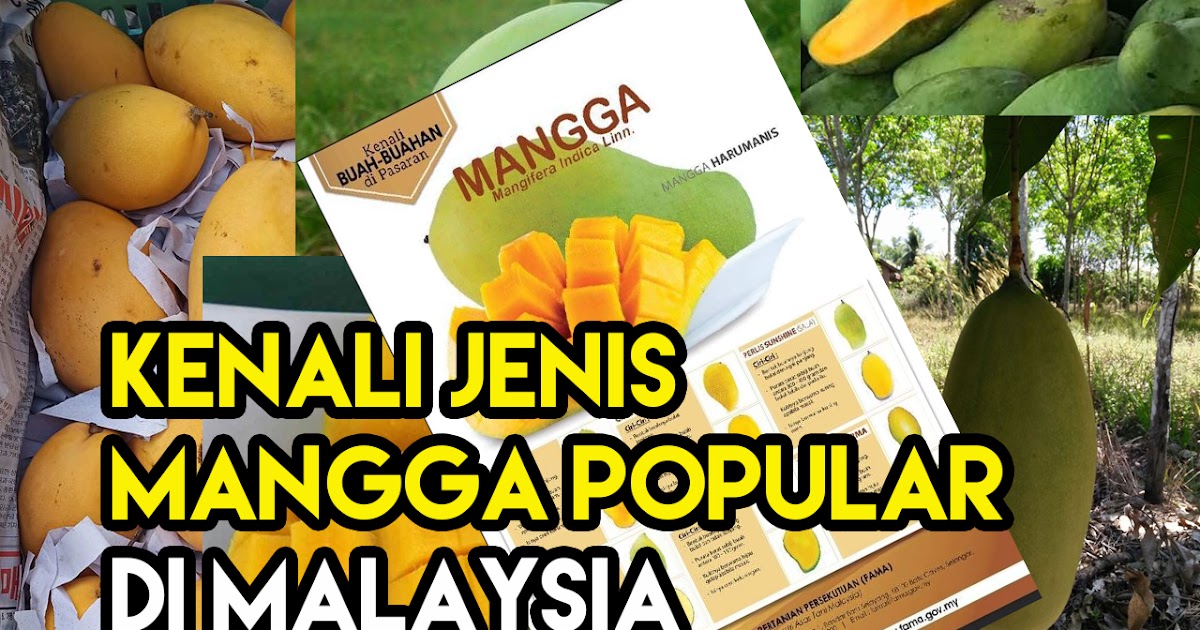 Cara Kenal Jenis Jenis Buah Mangga yang Popular dan Laris Di Malaysia