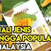 Cara Kenal Jenis Jenis Buah Mangga yang Popular dan Laris Di Malaysia