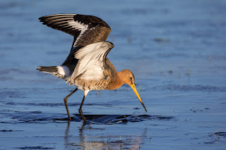 Wildlifefotografie Naturfotografie Dümmer See Uferschnepfe