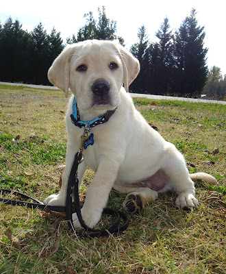 Photo of Brandon in a sit-stay on the grass; he's staring right at the camera with a very cute face!