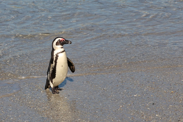 Pingüinos en Boulders Beach