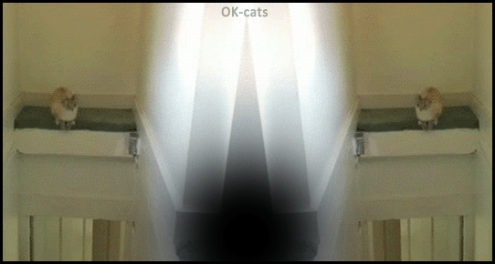 Art Cat GIF • 2 crazy cats jumping in the creepy Black Hole. The game is over, Bye bye kitties. Art Cat GIF • 2 crazy cats jumping in the creepy Black Hole. The game is over, Bye bye kitties.