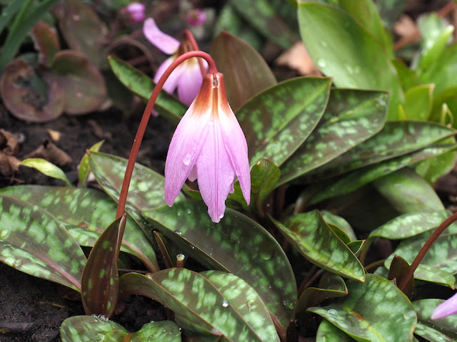 erythronium