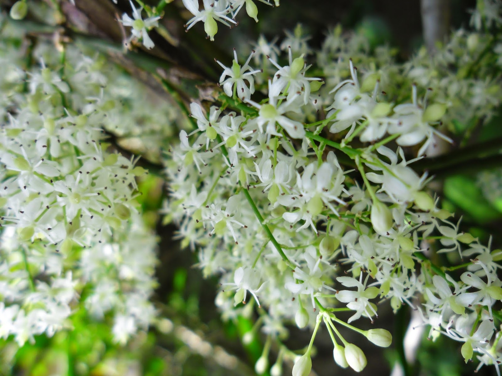 DIW Photography Hathawariya (හාතවාරිය) [Asparagus racemosus]