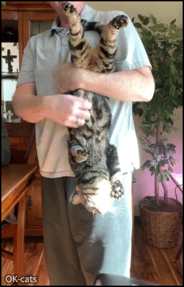 Funny cat GIF • Crazy cat enjoys being hung upside down and getting his belly rubbed, haha Funny cat GIF • Crazy cat enjoys being hung upside down and getting his belly rubbed, haha