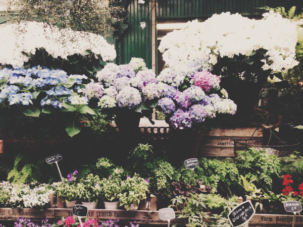 {travel inspiration | places : at the parisian flower markets}