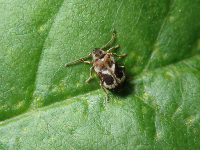 Ptinomorphus regalis Ptinomorphus regalis