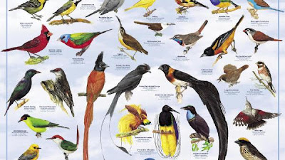 Daftar Nama Burung yang Bagus dan Populer di Indonesia