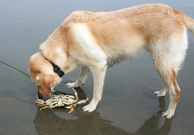 cabana sniffing an overturned crab on the shore