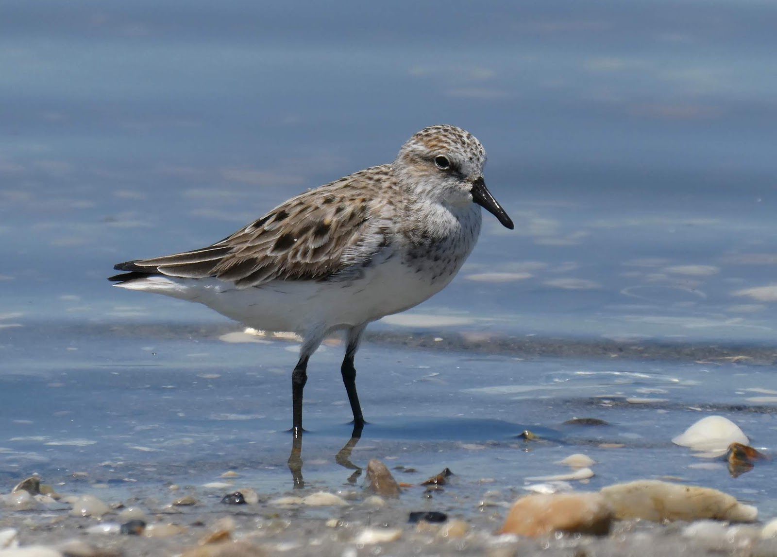 Northamptonshire Birding Delaware Shorebirds