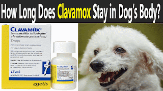 how-long-does-clavamox-stay-in-dogs-system