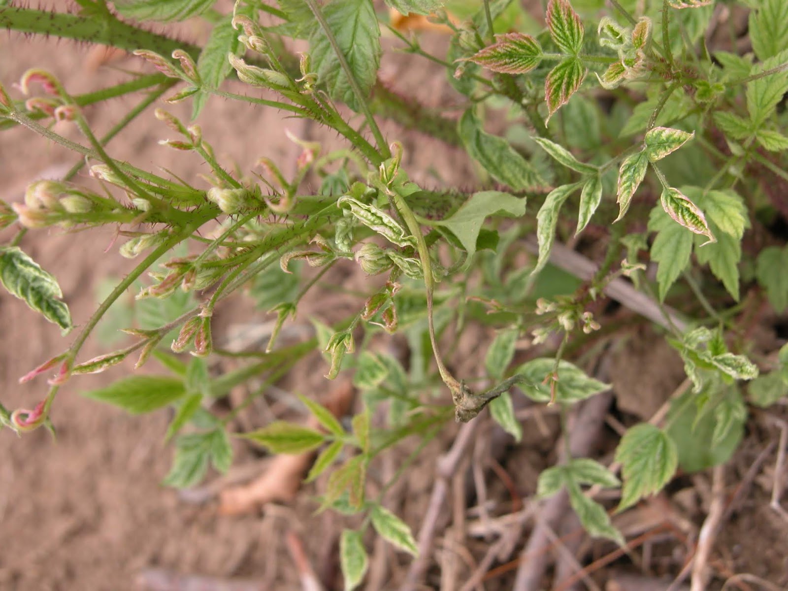 Photos for Recognizing Herbicide Injury on Berries