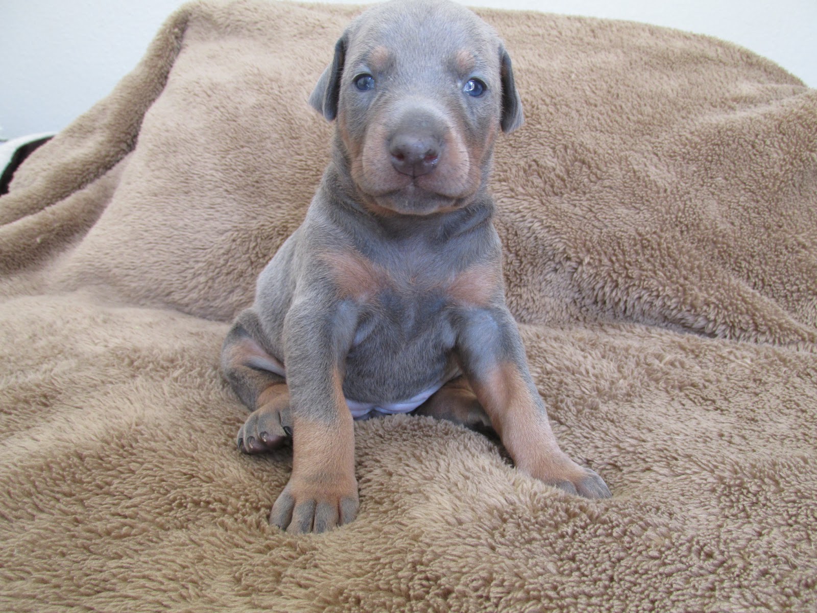 Abby's AKC Doberman Puppies Blue Female