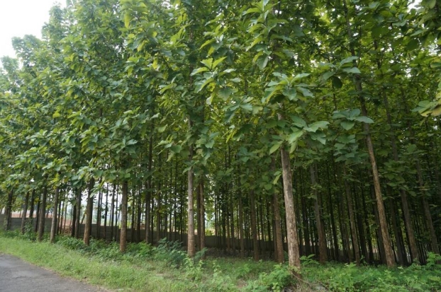 Flora Dan Fauna Dunia: Pohon Jati