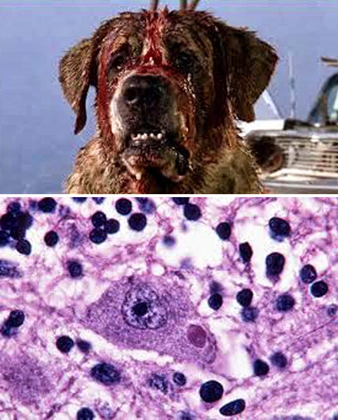 As Many Exceptions As Rules: Post of the Living Dead