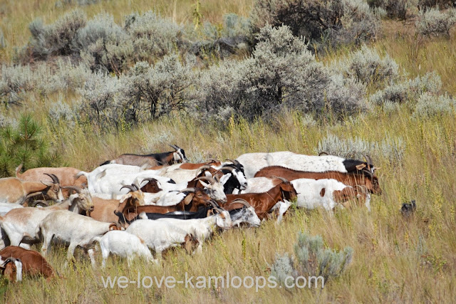 Their heads are down and the goats are busy eating