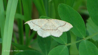 Cyclophora (Codonia) punctaria DSC157860