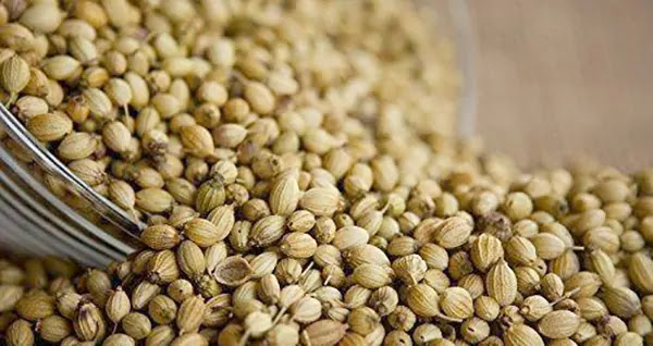 the market news of coriander crop stock running out agriculture in Gujarat coriander apmc market price will increase of stable for Gujarat farmers
