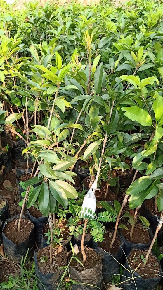 Bibit tanaman sawo jumbo hasil stek cepat berbuah Jawa Tengah