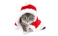 Christmas cat wallpapers