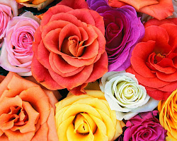flowers flower roses rose bunch blooms beautifull