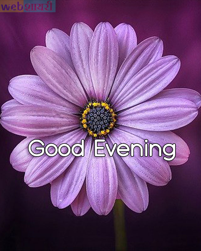 Latest Good Evening wishes Photos , images and wallpapers wishes download