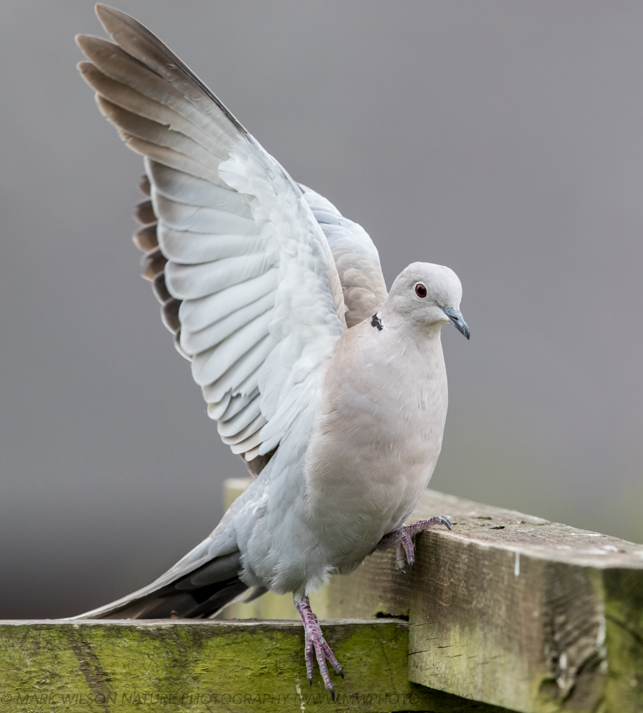 MONTGOMERYSHIRE BIRDS Collared Dove a colonisation success story