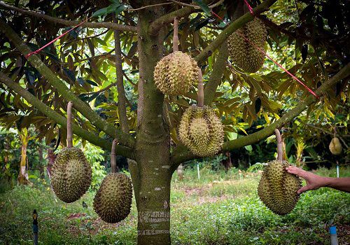 75 Gambar Pohon Durian Terbaik