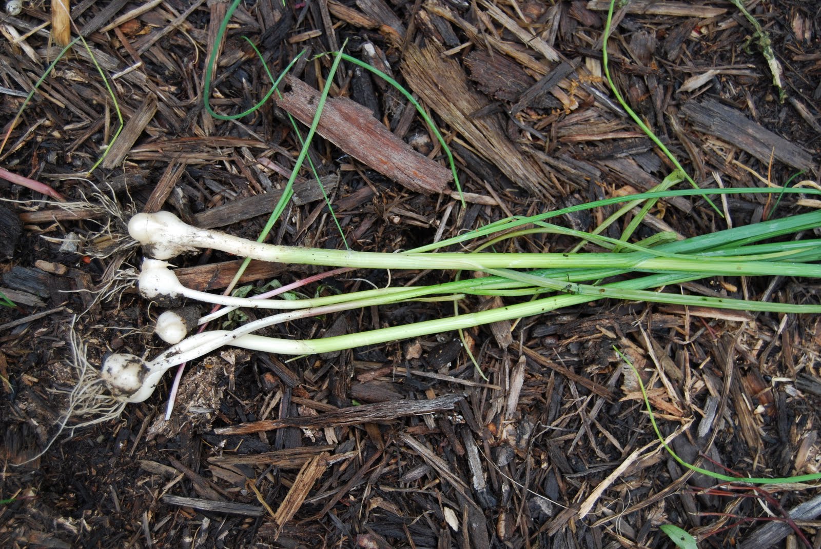 Weeds and Kids The Crazy Weed Lady Walks the Neighborhood...
