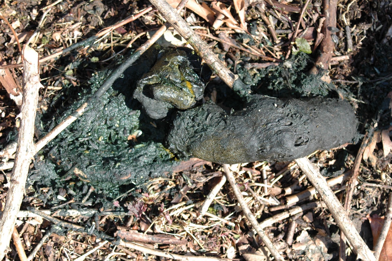 Backyard Beasts: Black bear den in Addison, NY