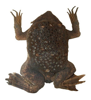 On seeing the back of female surinam sea toad, you might feel irritated or cringe at glancing through the back of this frog, because of its strange look as part of the weirdest animals